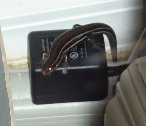 Salamander 3