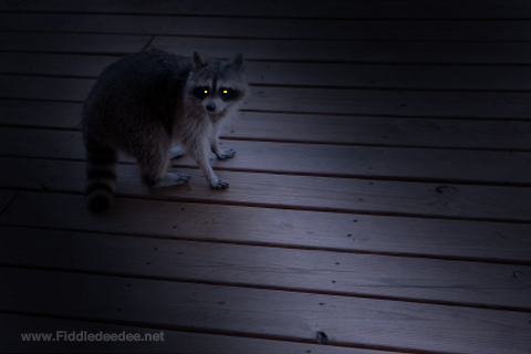Raccoon by Fiddledeedee.net