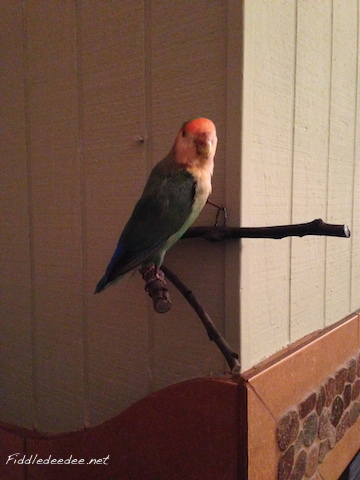 Bird_story2